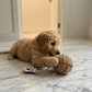 Puppy playing with jute rope ball toy - left side view